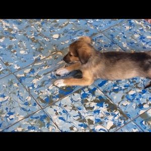 Meet your Posher, Kyara